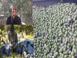 Mut'ta zeytin hasadı başladı